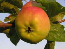Hansaplant: „Maitsvaim õun 2010” võitja on selgunud!