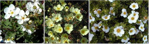 vasakult: Abbotswood, Primrose Beauty, Tilford Cream                                                                                                  