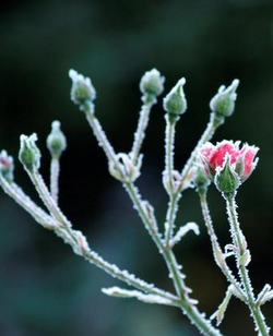 Kaitse oma taimi sügisese külma eest