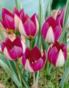 Tulpide klassifikatsioon ja uudissordid