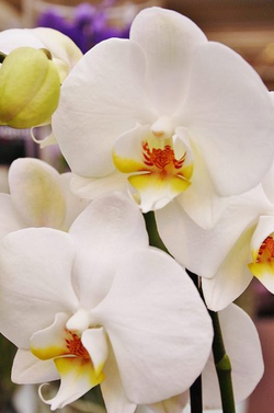 Hansaplant kutsub Sind imetlema võrratuid orhideesid