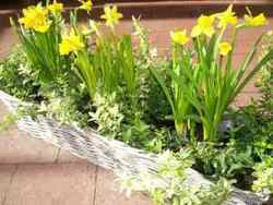 Milliseid lilli ja taimi istutada kevadel rõdule või terrassile?